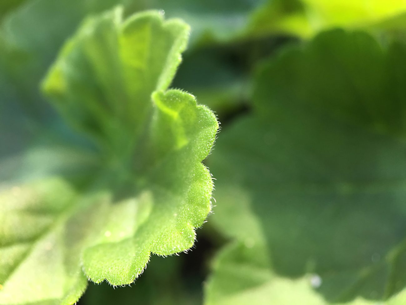 Leaf Moment Macro