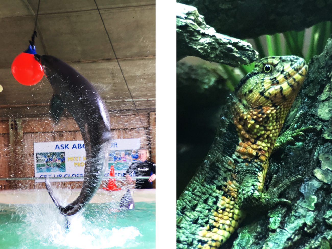 Lizard Dolphin Split Moment Tele