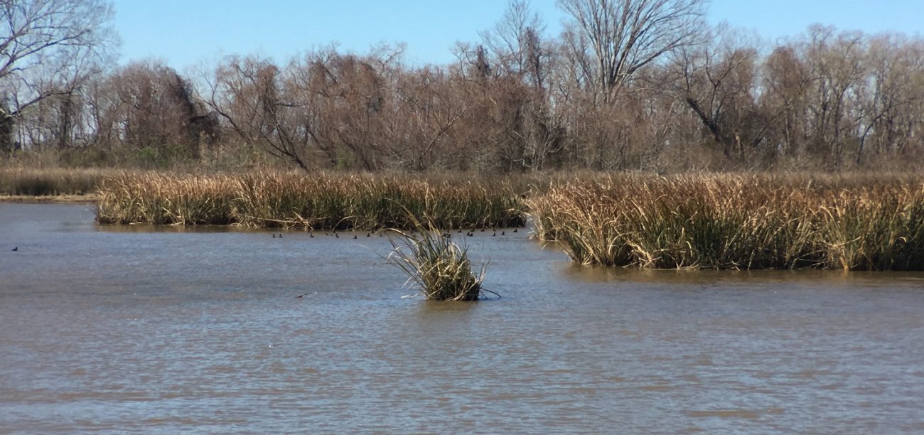 Marsh Zoom Moment Tele
