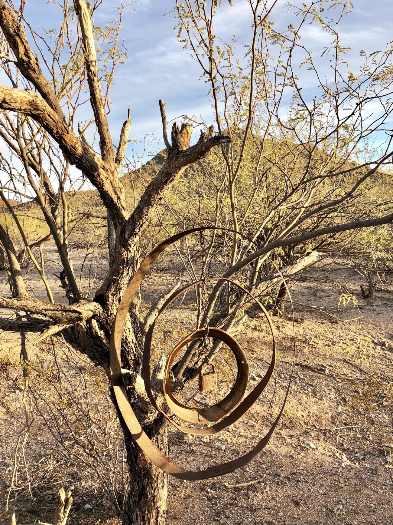 Metal work hanging in tree outside of Ajo, AZ.