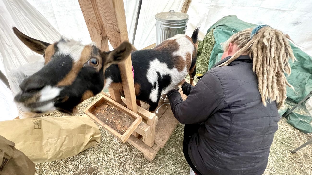 Adali milking our first mama goat Fay