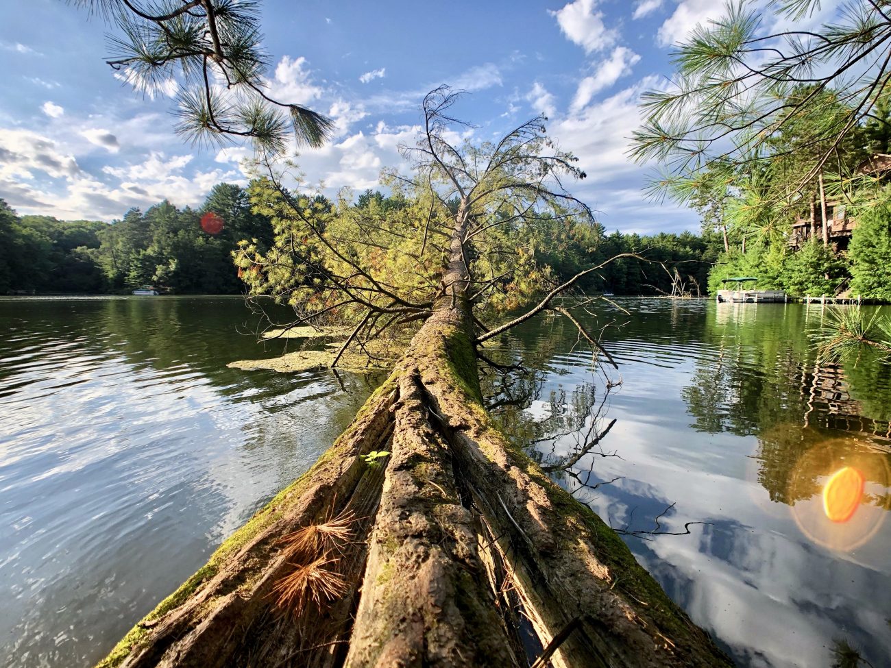 Mirror Lake Tree