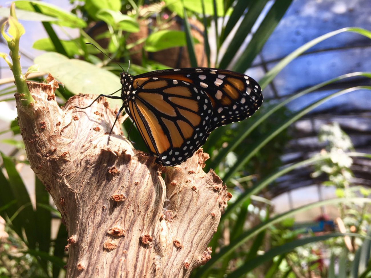 Monarch