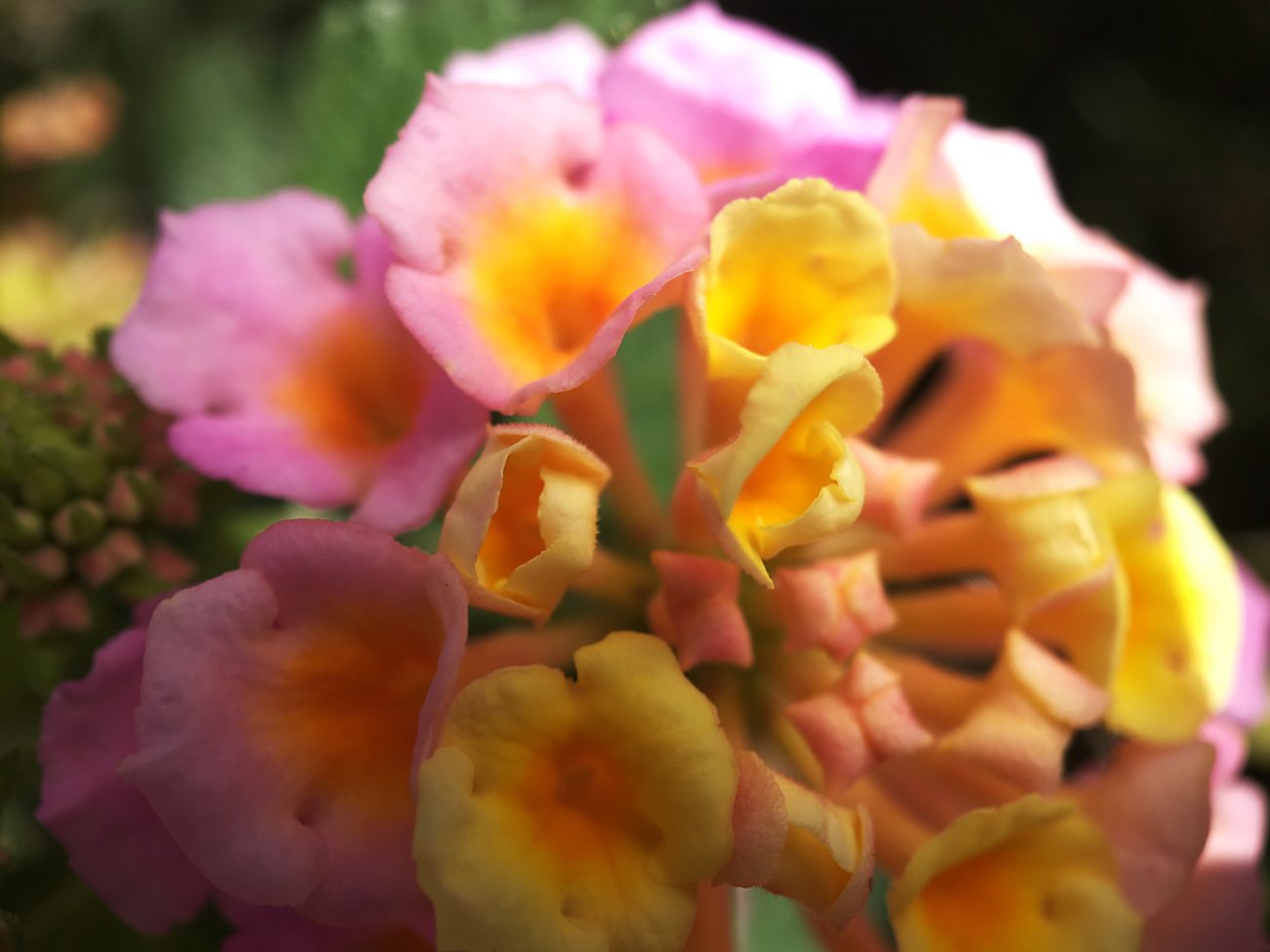 Pink Yellow Flowers Moment Macro