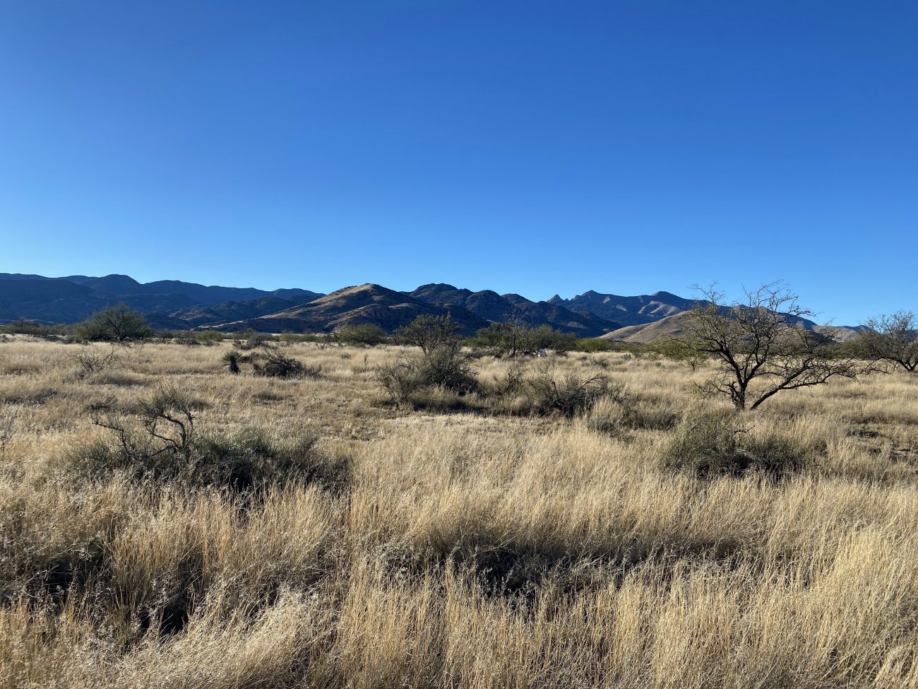 Potential Property in Arizona