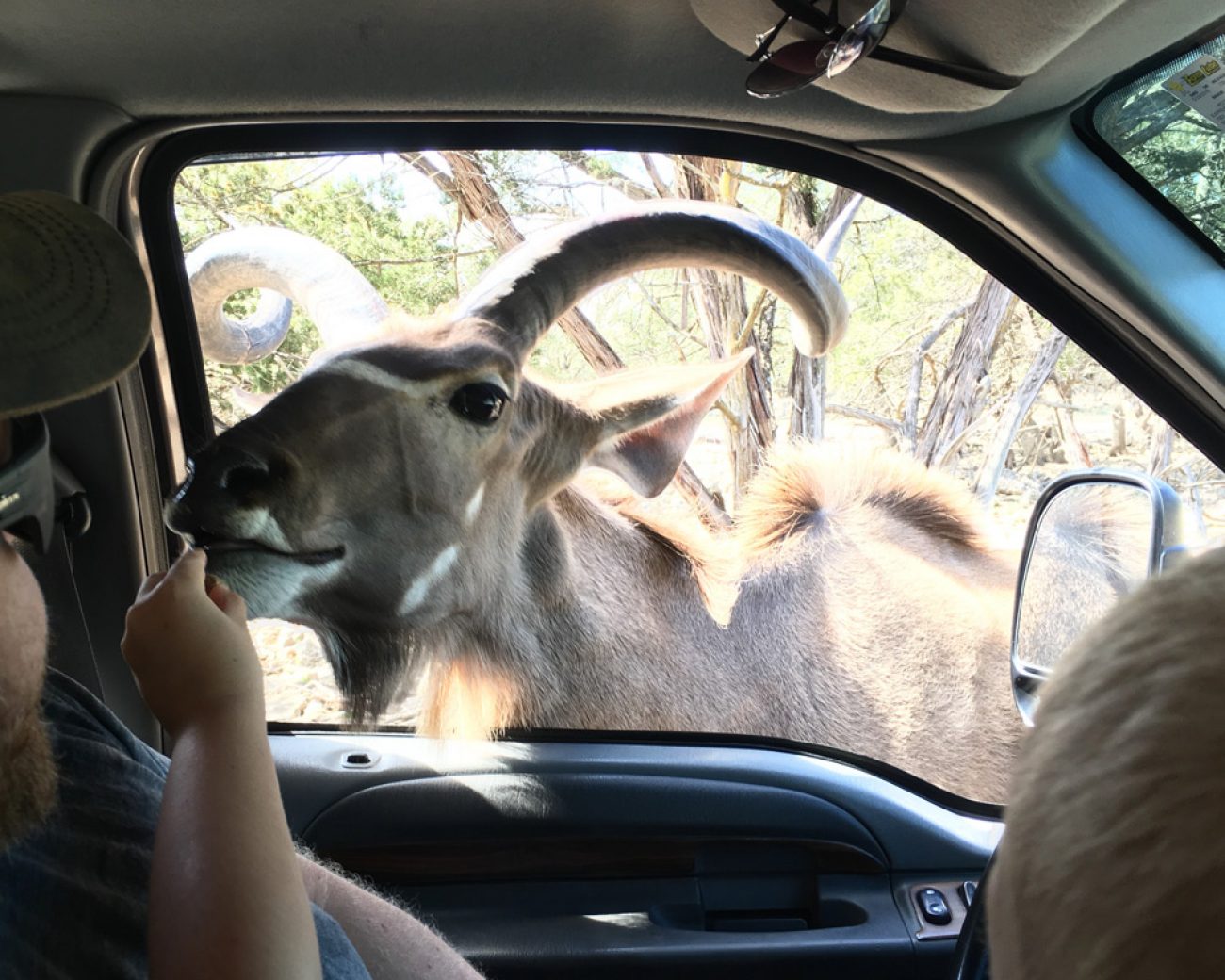 Safari Head In