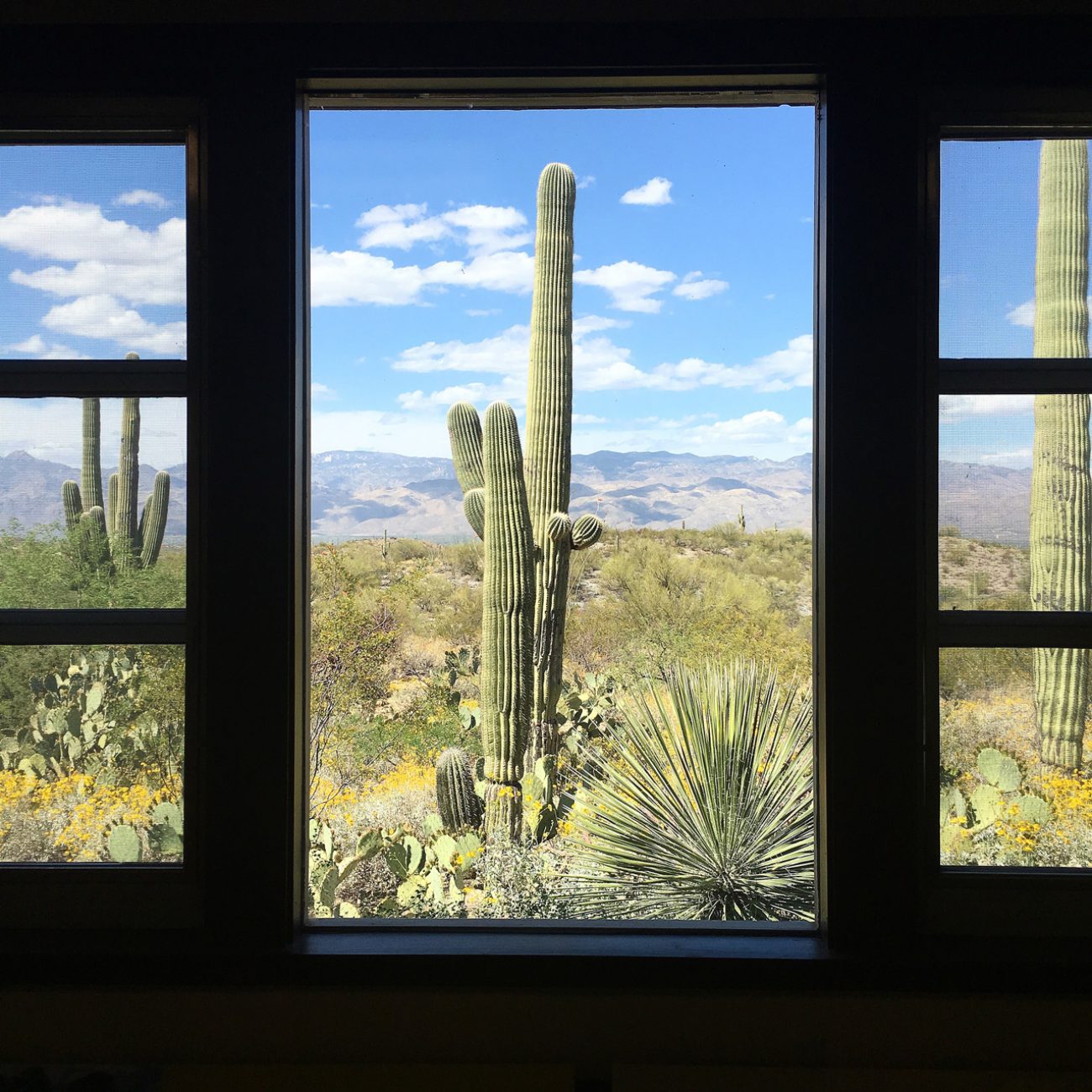 Saguaro Window