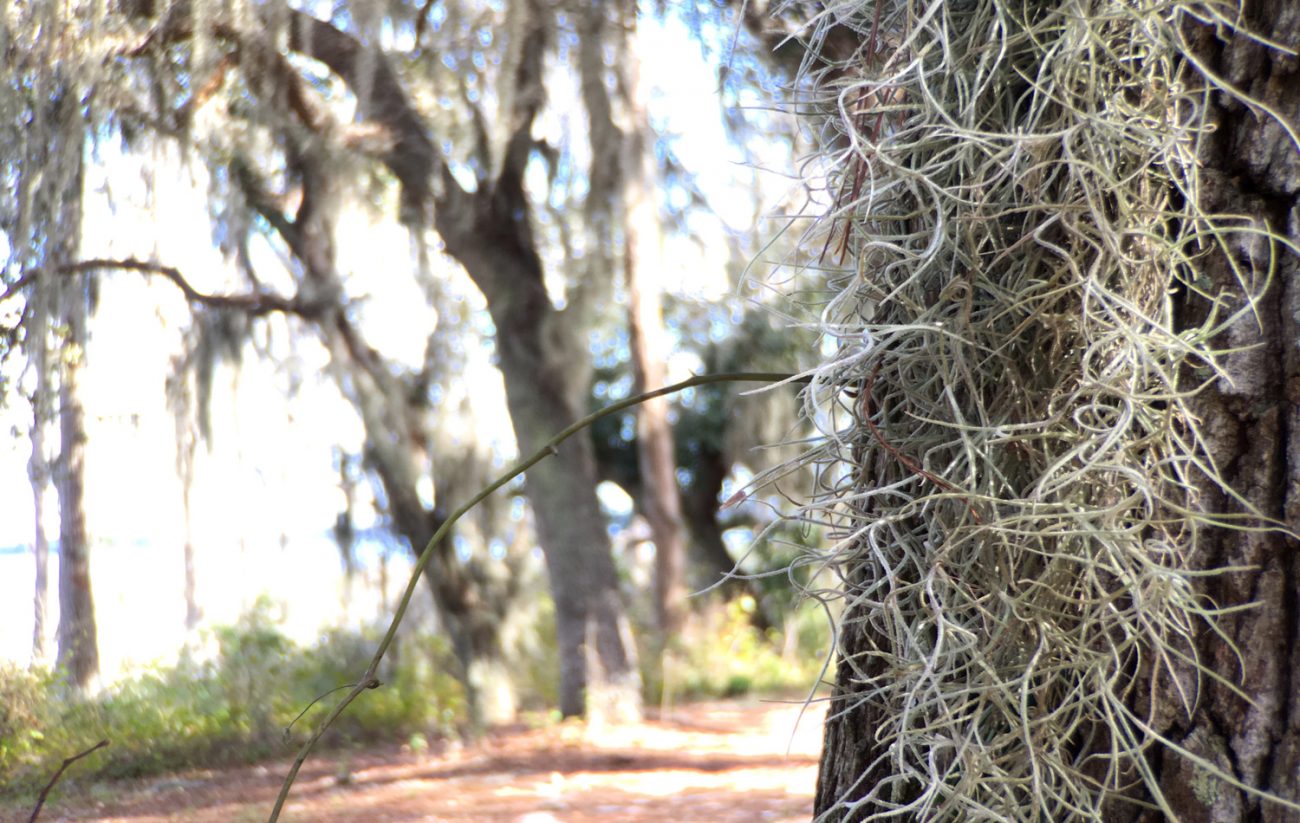 Spanish Moss Moment Tele