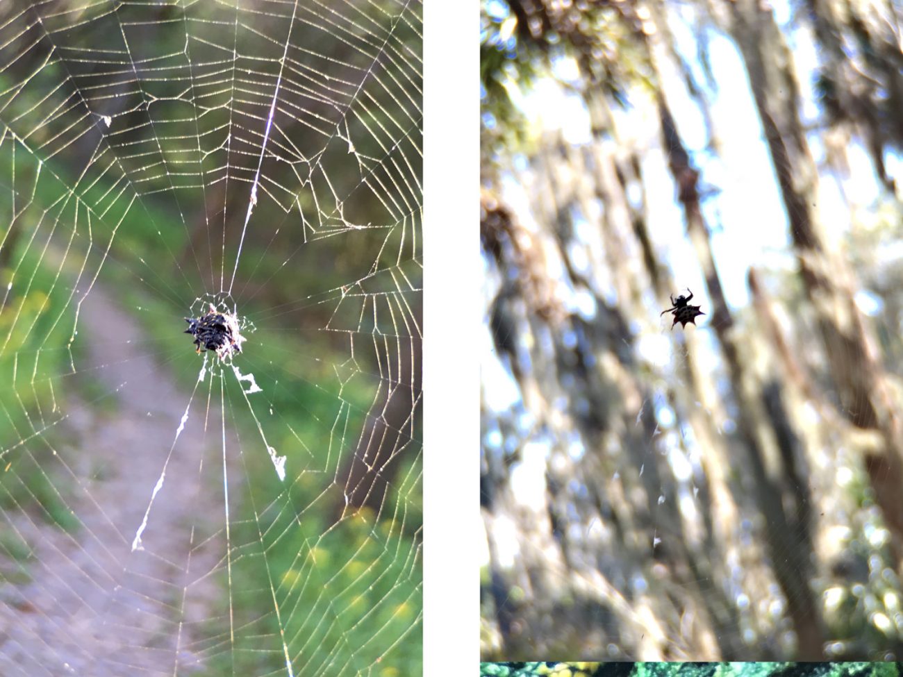 Spiders Moment Tele