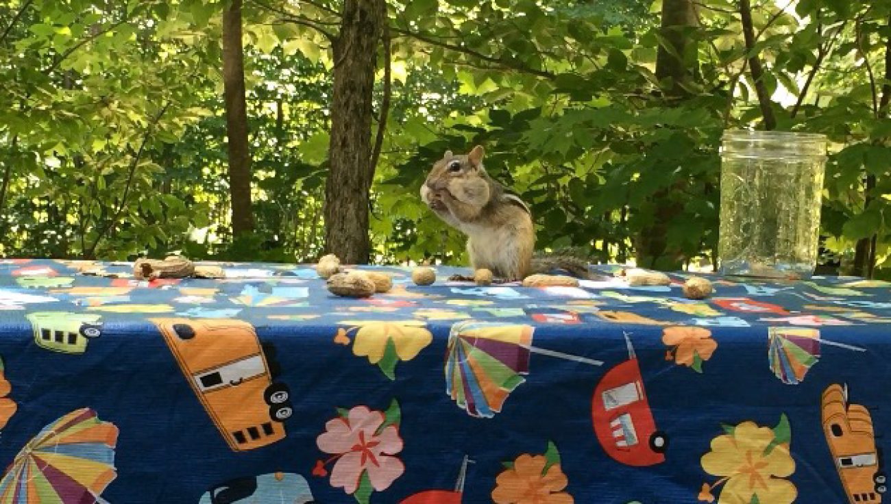 Squirrel