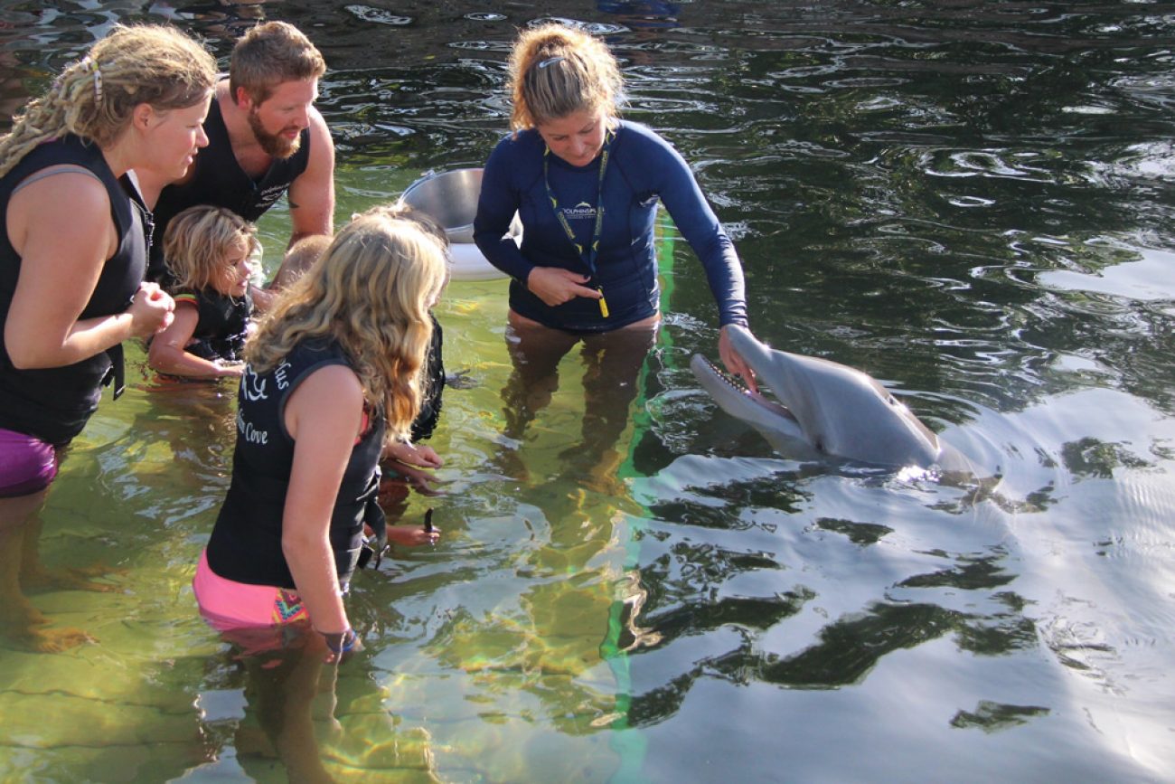 Pin on Swimming with the Dolphins