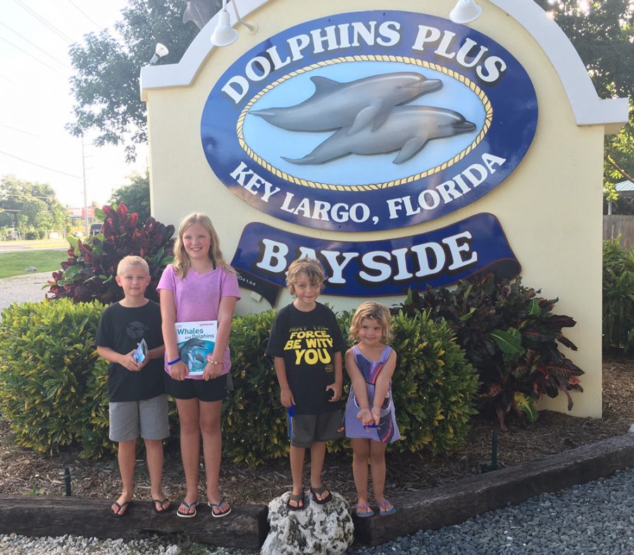 Dolphins Plus Bayside